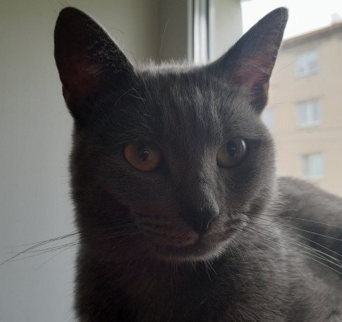 Чуть котофея не слопали
