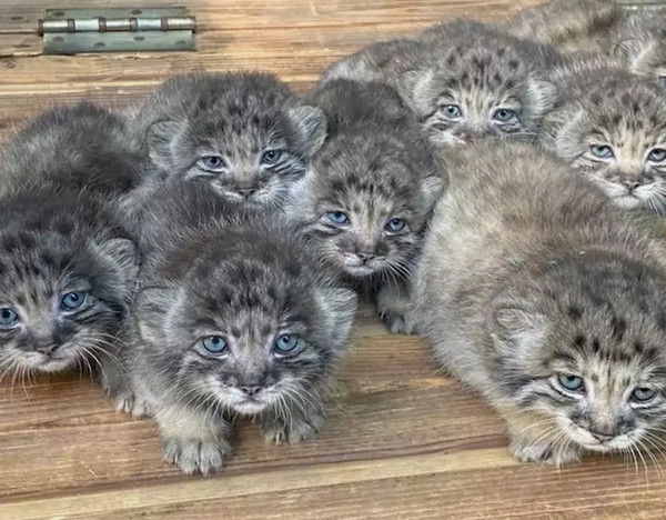 Какие классные котятки, давай возьмём одного