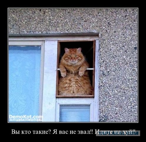 Лишить летной лицензии!