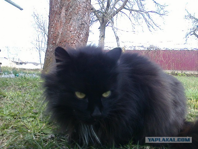 Котовторник   15.04.2014