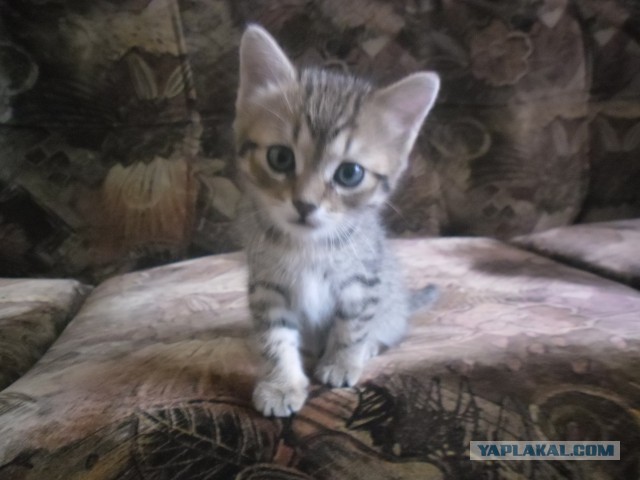 Котовторник 6.05.2014