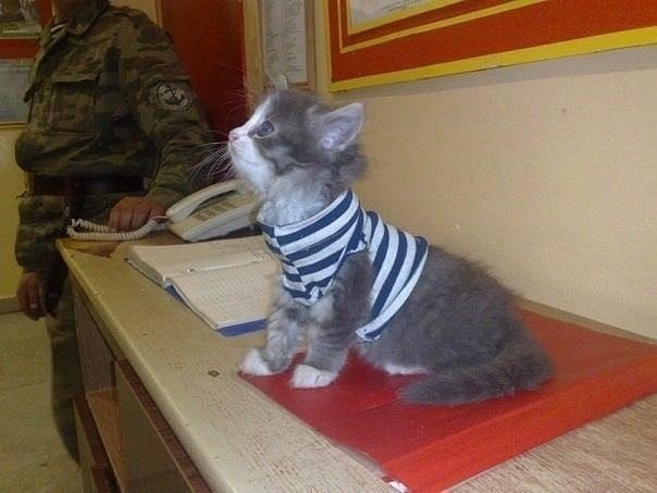 20 самых известных котов в интернете.