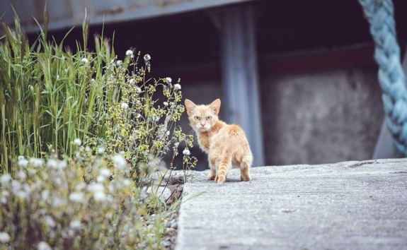 Котовторник 17.11.2015