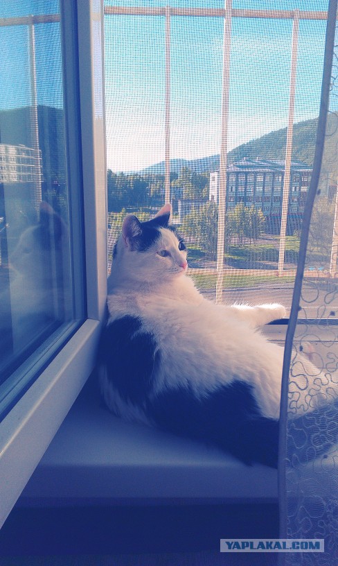 Котовторник  10.05.2016