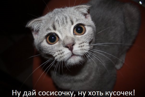 Мохнатые беспредельщики