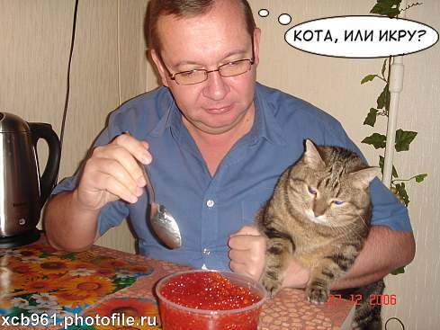 Фотожаба: Правильное питание для кота