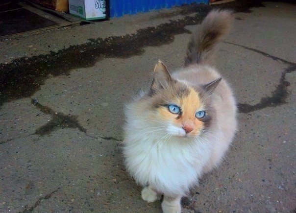 Прикольные животные