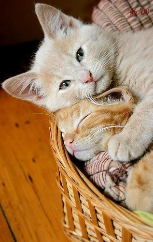 Коты из сети
