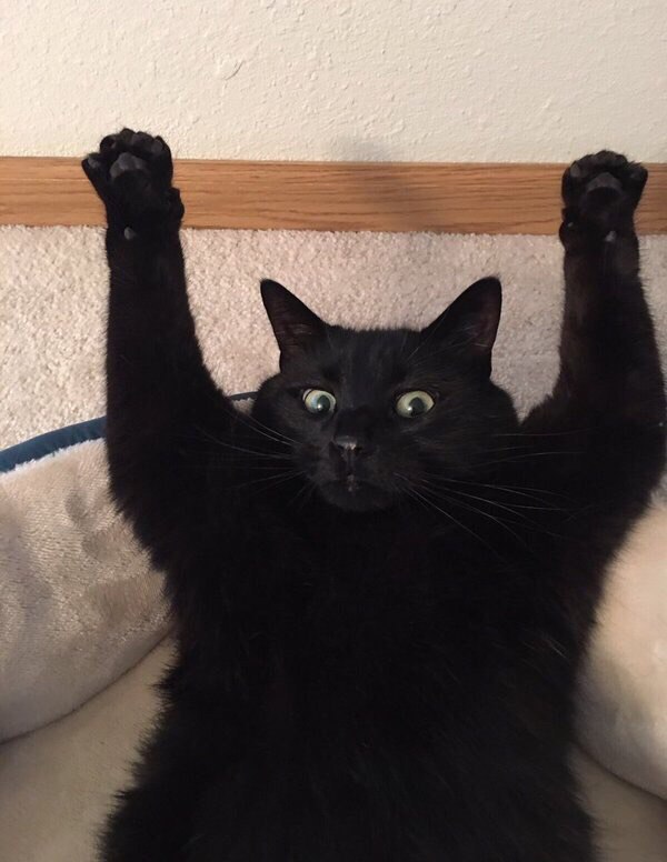 Коты и Кошки