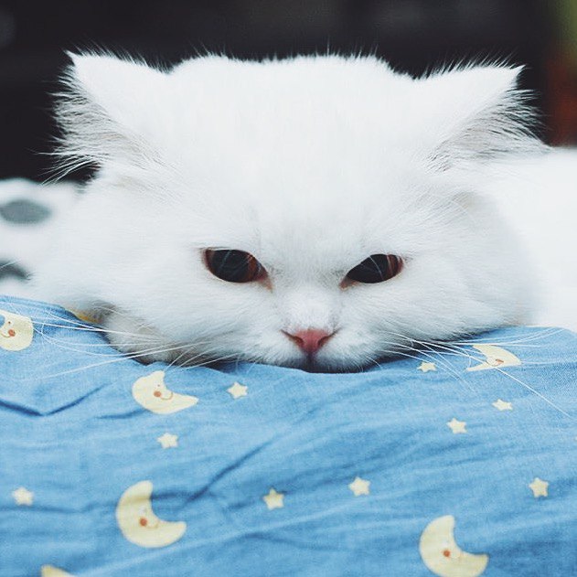 Коты и Кошки