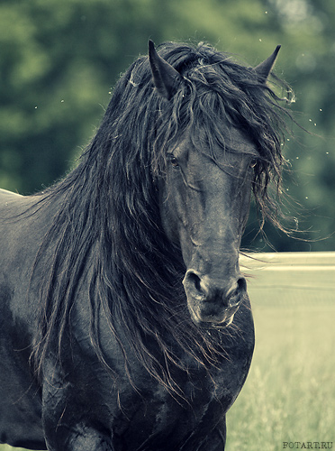 Красивые лошади (20 фото)