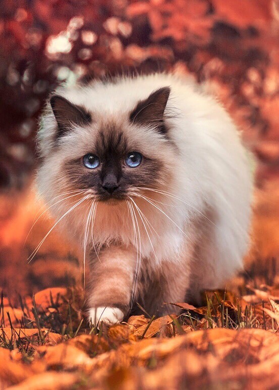 Прикольных котов пост