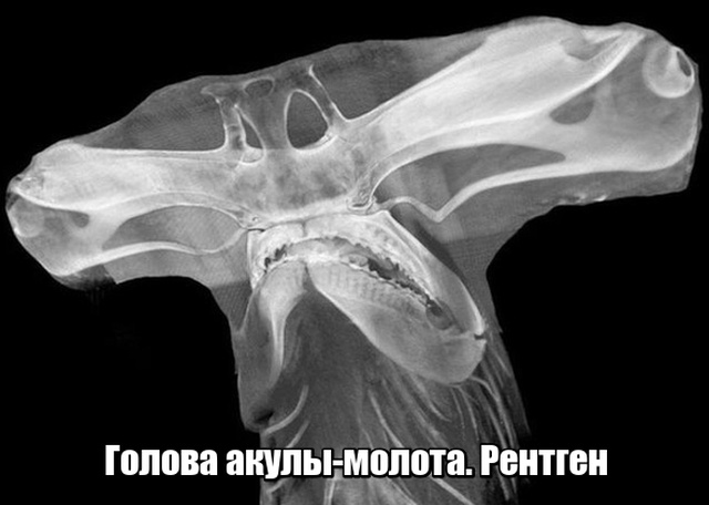 Прикольные картинки абавсём