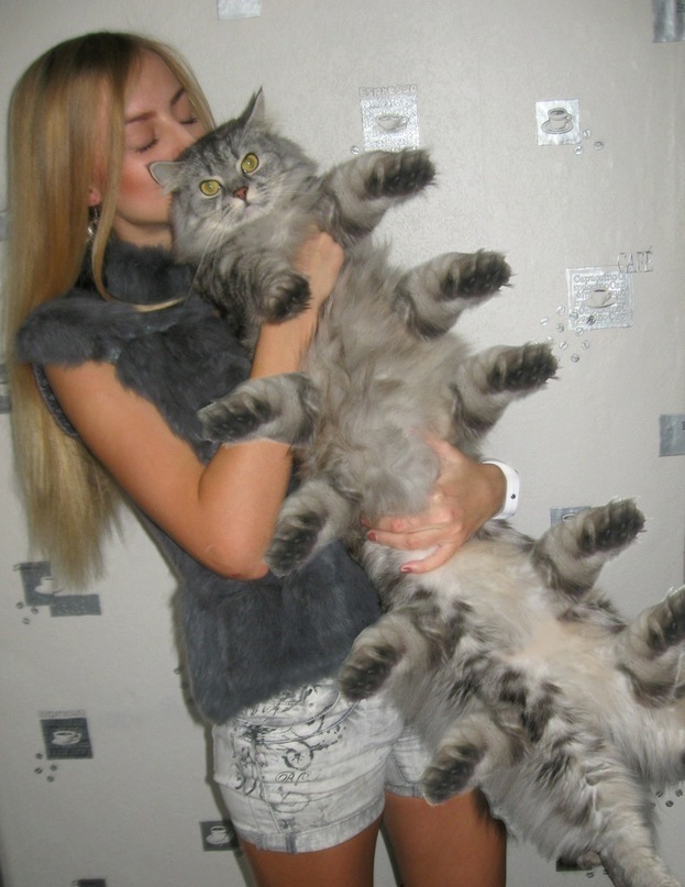 Котовторник 17 января