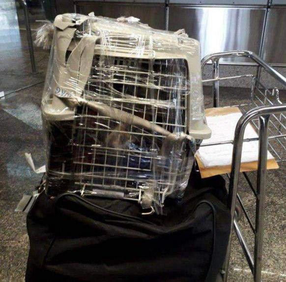 «Аэрофлот» сломал клетку для перевозки животных во время рейса, замотал её СКОТЧЕМ и отправил дальше