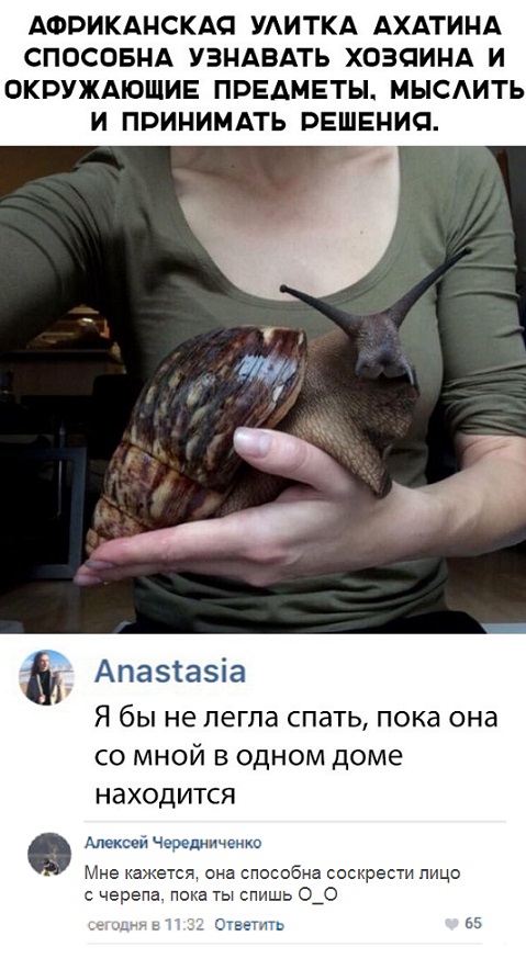 Прикольные комментарии и высказывания из Сети