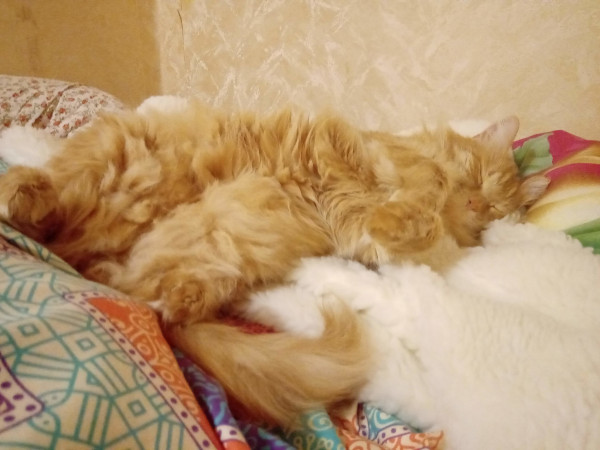 Тяжёлые будни кота во время карантина