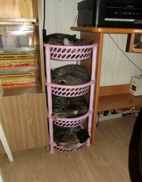 Эти забавные животные