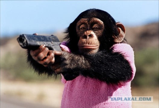 "Под выстрелы": свадебный кортеж с флагом Азербайджана собрал пробку на трассе в Приморье