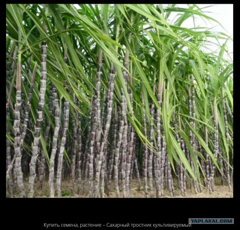 Сахарный тростник в россии
