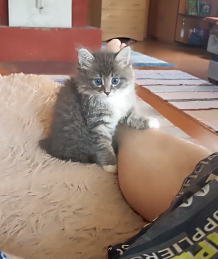 Хоть и не котовторник,но все же...