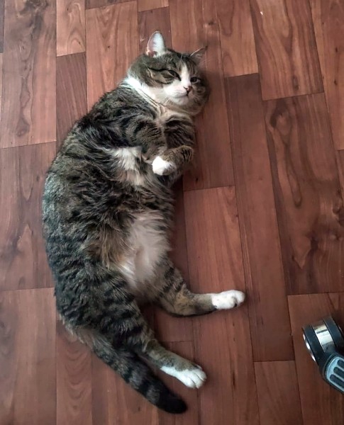 Наши коты