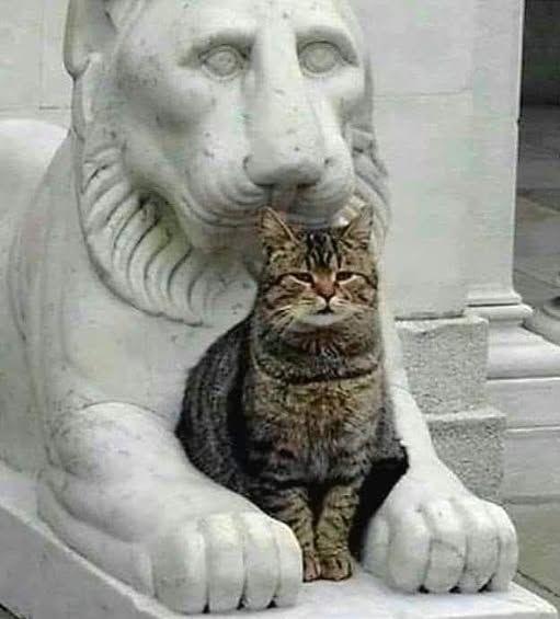 Возлюби кота ближнего своего