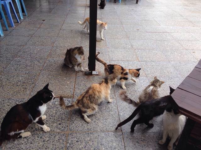 Котовторник 20.05.2014