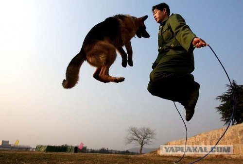 Веселые картинки