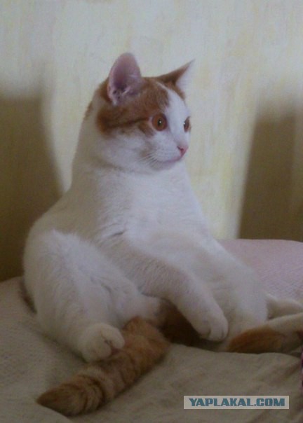 Котовторник 13.10.2015