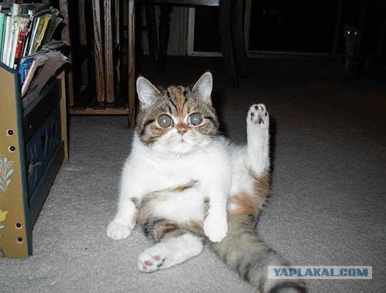 Тянуть кота за яйца картинка