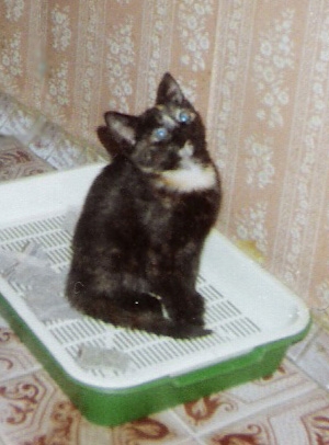 Коты, кошки, котята