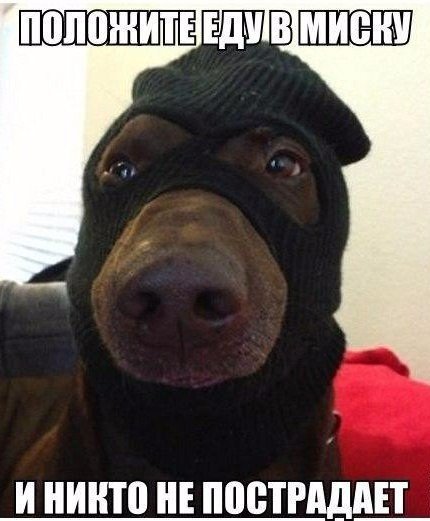 Мохнатые беспредельщики