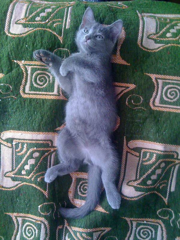 Котовторник 19.04.2016