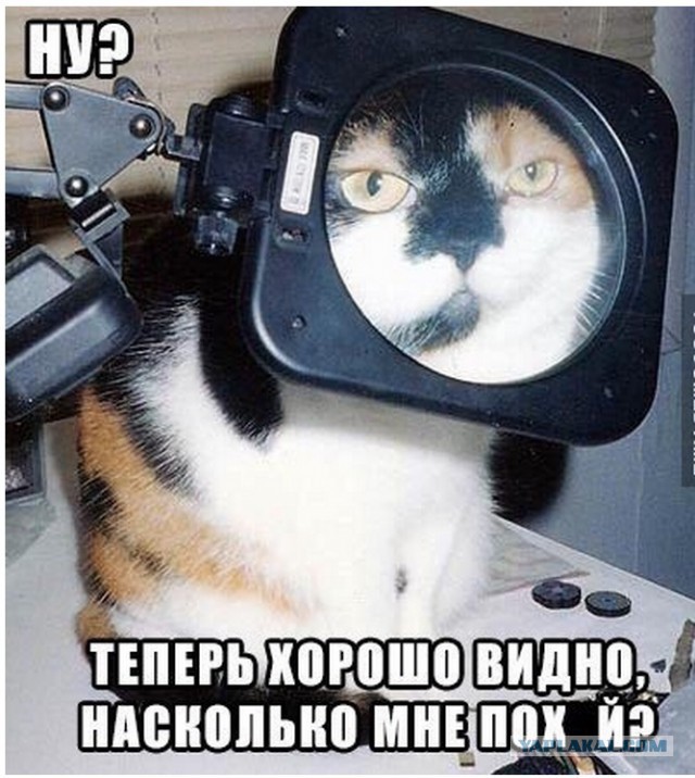 Весёлые картинки