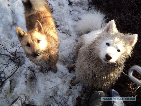 20 доказательств того, что лайки-самоеды, само совершенство!