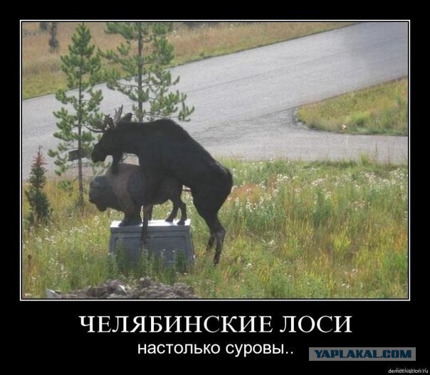 Зубр из Беловежской пущи в поисках самки прибился к стаду коров