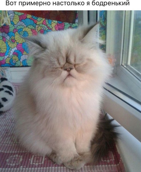 Коты и Кошки