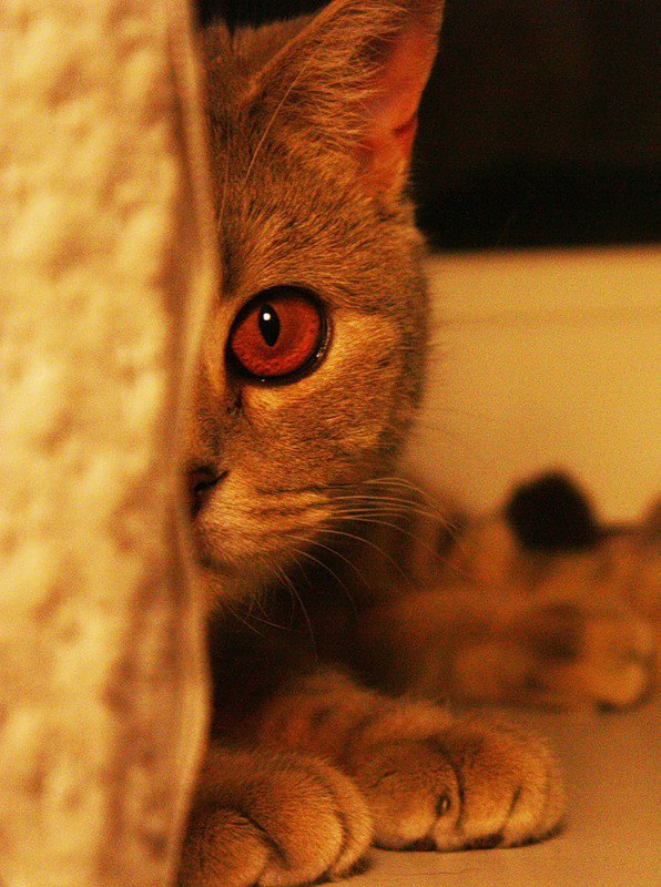 Коты и Кошки