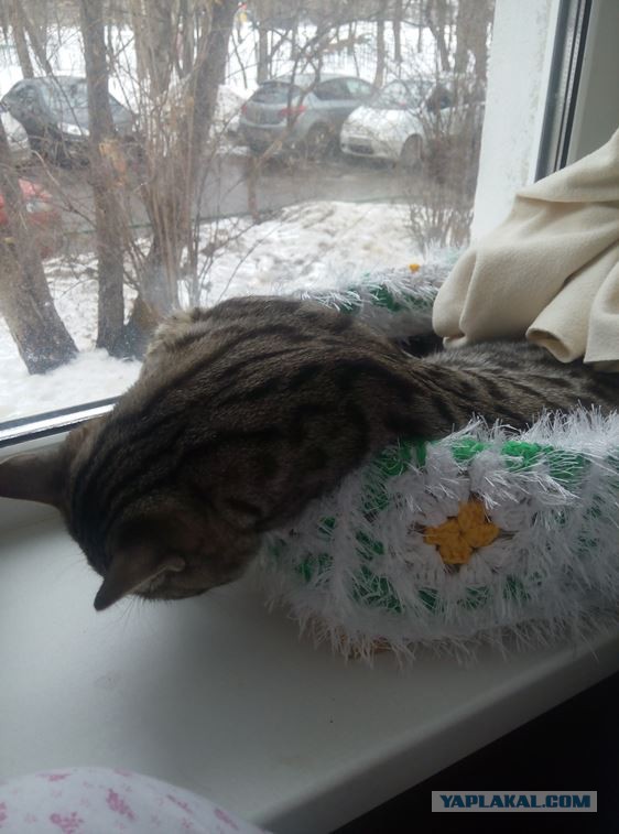 Правильно ли спит кот?