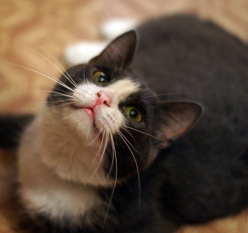 Котовторник 12.12.2017
