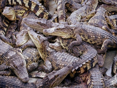 Если на знаменитостей глянуть в реальной жизни