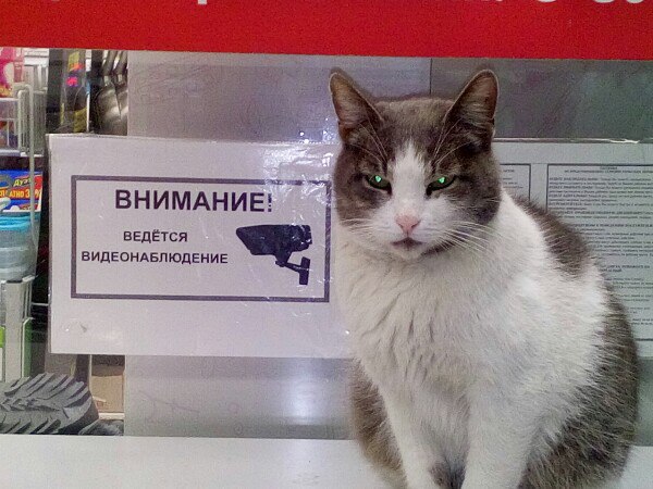 Прикольных котов пост