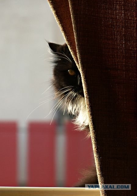 Котовторник на ЯПлакалъ (27.05.08), прикольные коты, добавляем свои!