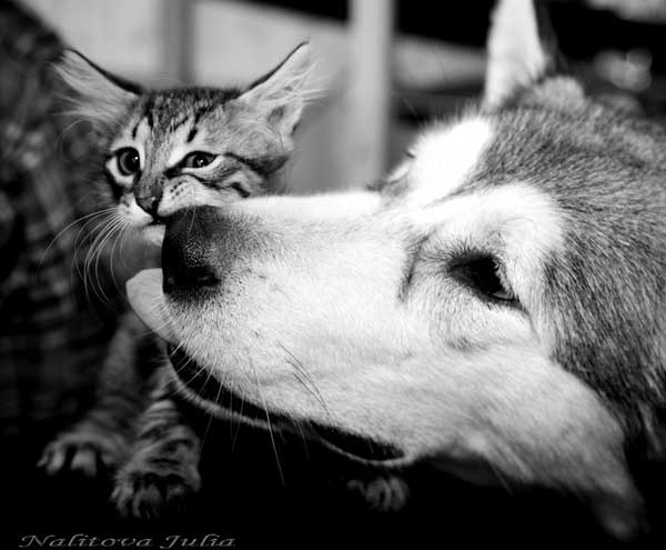 Котовторник на ЯПлакалъ