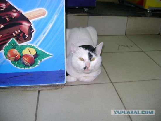 Котовторнику Да (09.12.08)