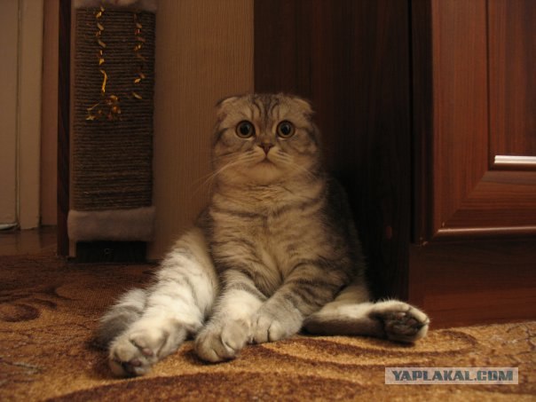 Котовторник на 07.07.2009