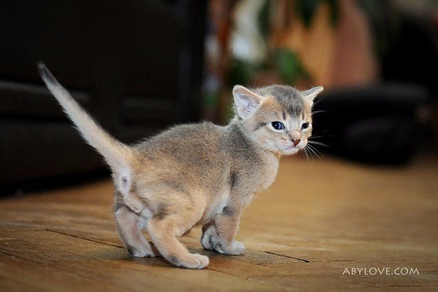Немного милоты