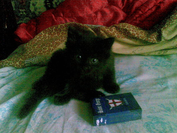 Котовторник  07.06.11