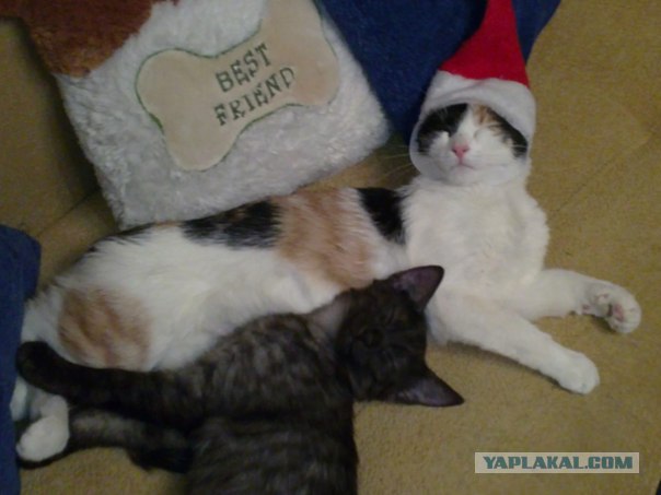 Накорми бездомного кота